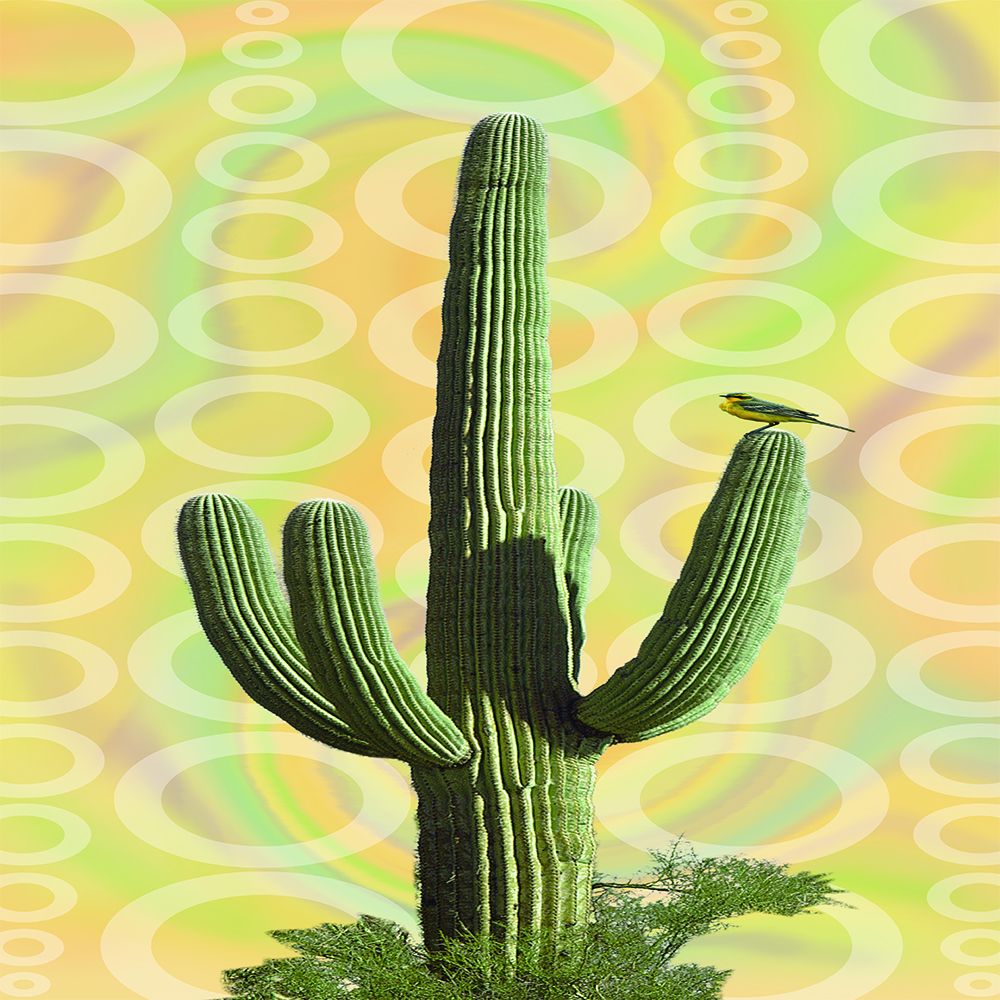 Arizona