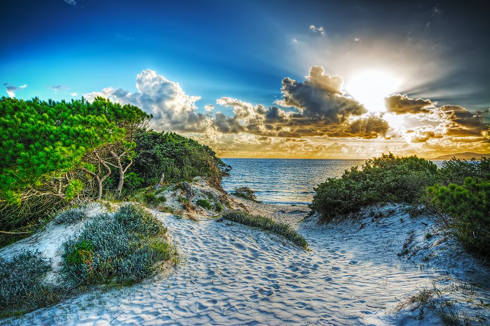 SX-IM508 Sand Forests