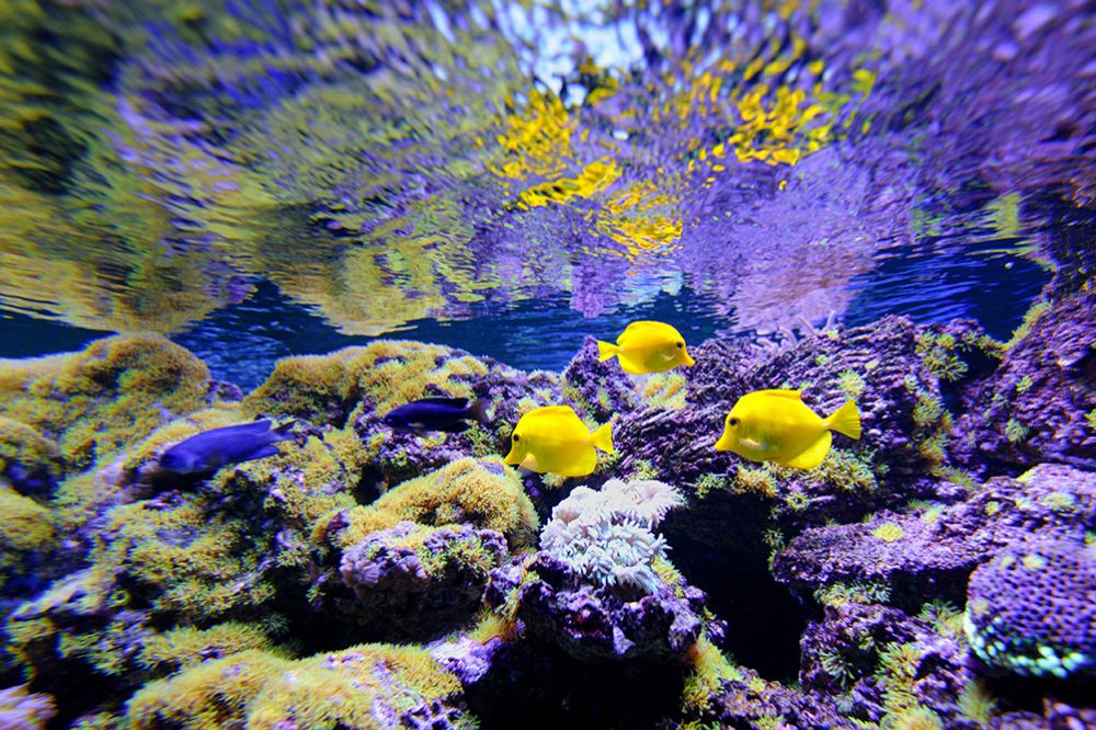 SX-IM703 Yellowfish Yard